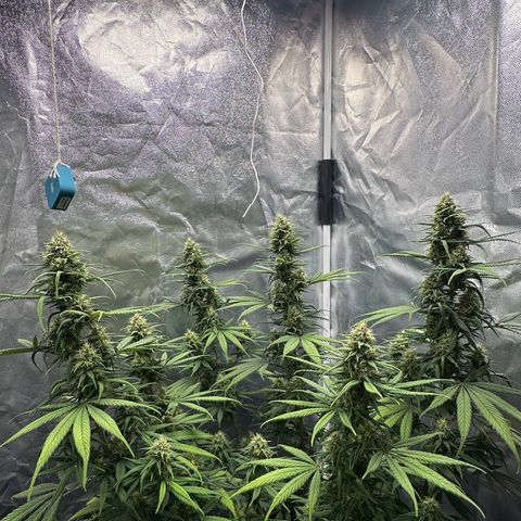 Moby Dick growlog timeline photo