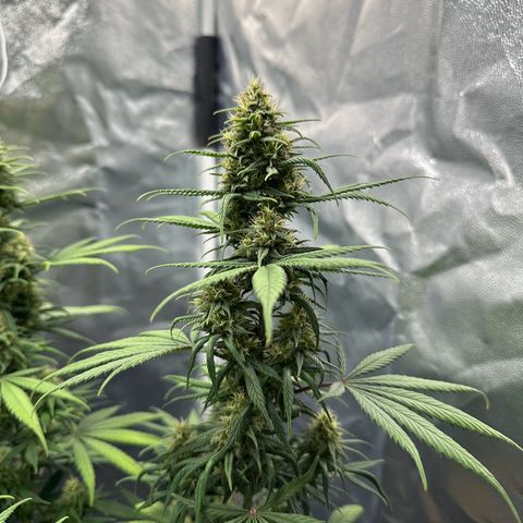 Moby Dick growlog timeline photo