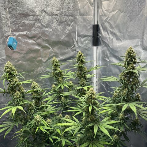 Moby Dick growlog timeline photo