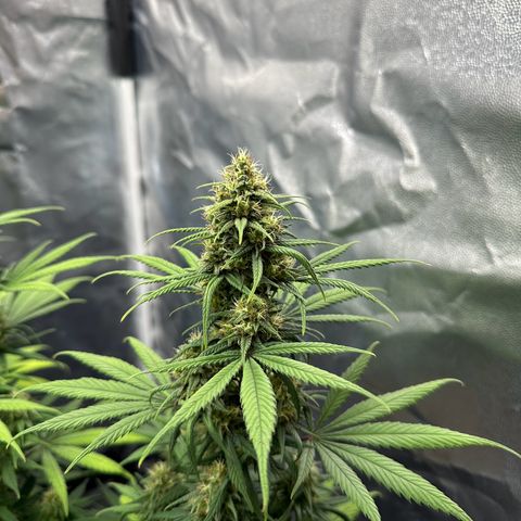 Moby Dick growlog timeline photo