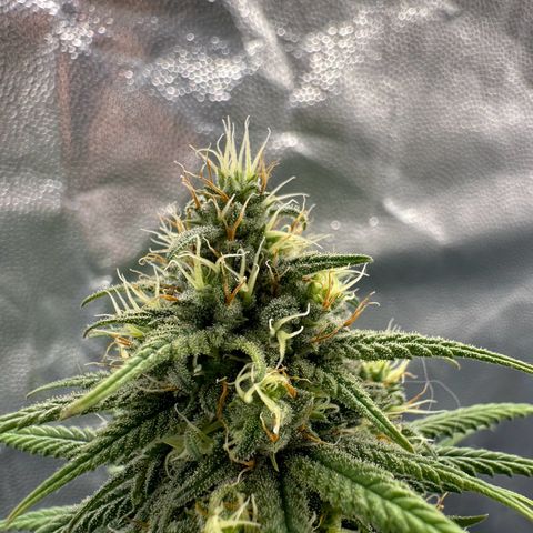 Moby Dick growlog timeline photo
