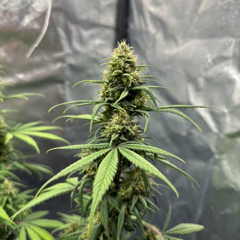 Moby Dick growlog timeline photo