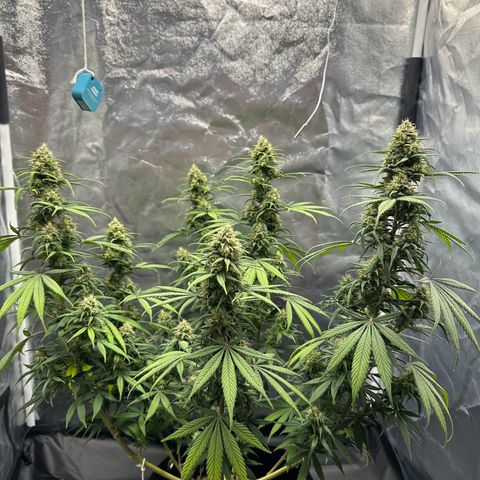 Moby Dick growlog timeline photo