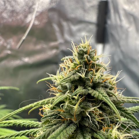 Moby Dick growlog timeline photo