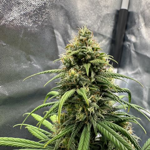 Moby Dick growlog timeline photo