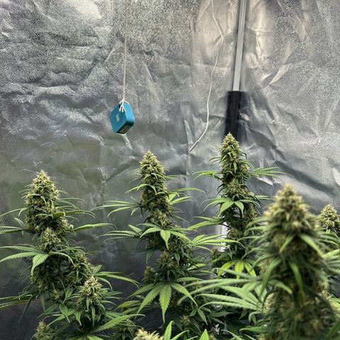 Moby Dick growlog timeline photo