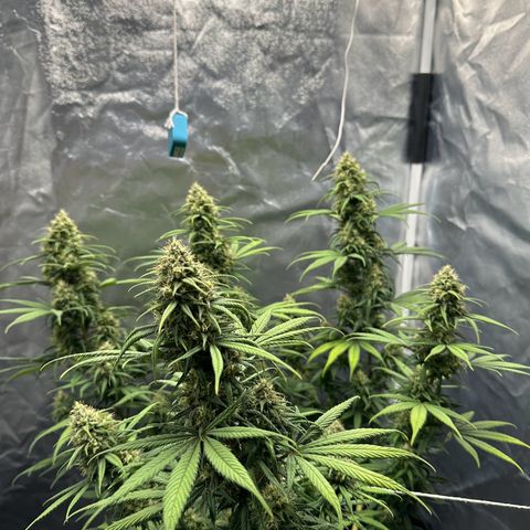 Moby Dick growlog timeline photo