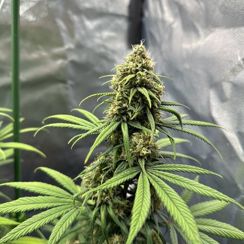 Moby Dick growlog timeline photo