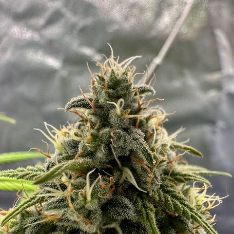Moby Dick growlog timeline photo