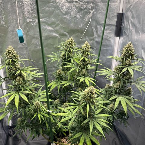 Moby Dick growlog timeline photo