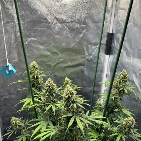 Moby Dick growlog timeline photo