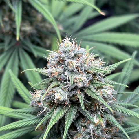 Moby Dick growlog timeline photo