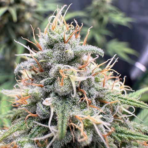 Moby Dick growlog timeline photo