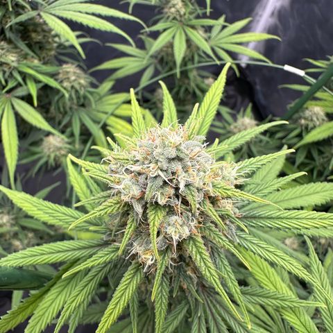 Moby Dick growlog timeline photo