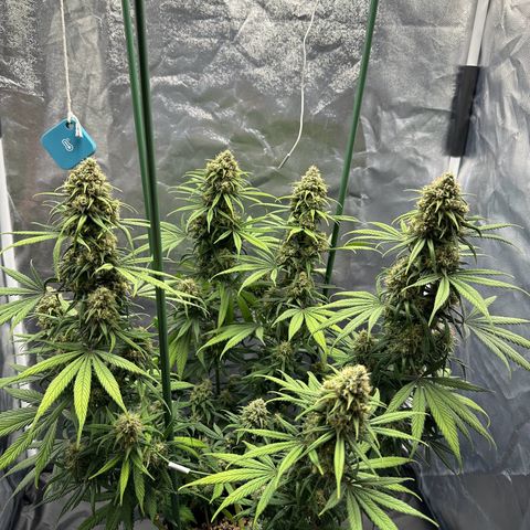 Moby Dick growlog timeline photo
