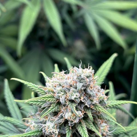 Moby Dick growlog timeline photo