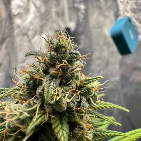 Moby Dick growlog timeline photo