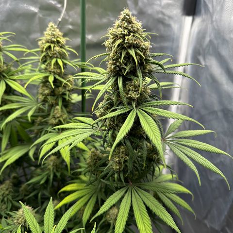 Moby Dick growlog timeline photo
