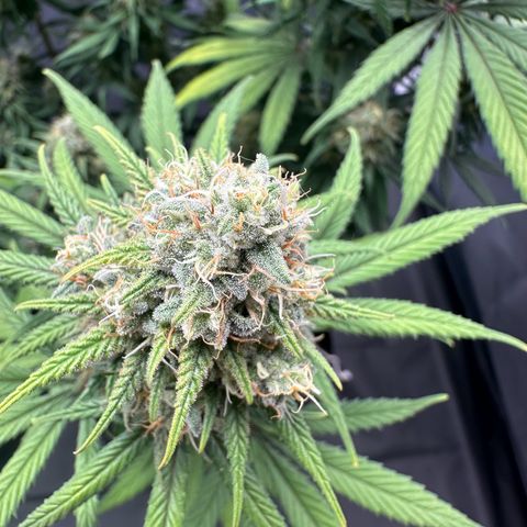 Moby Dick growlog timeline photo