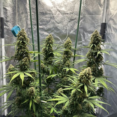 Moby Dick growlog timeline photo