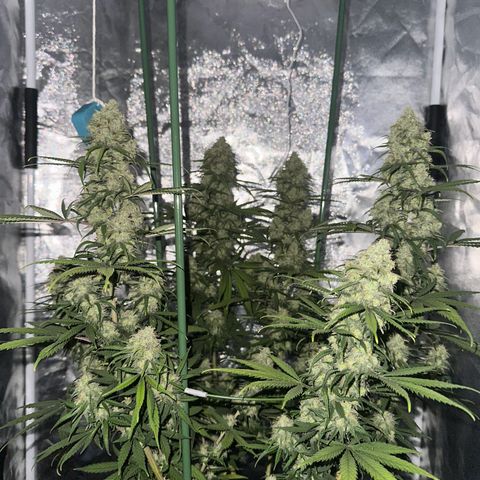 Moby Dick growlog timeline photo