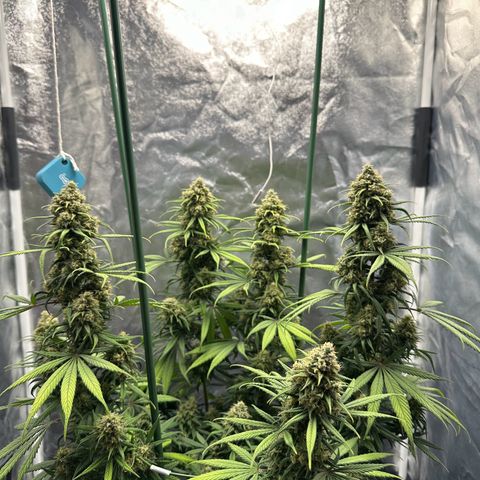 Moby Dick growlog timeline photo