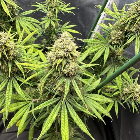 Moby Dick growlog timeline photo