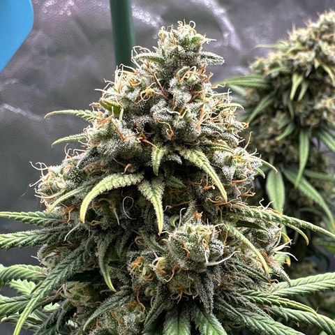 Moby Dick growlog timeline photo