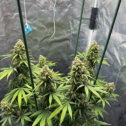 Moby Dick growlog timeline photo