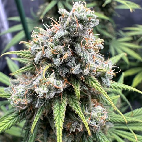 Moby Dick growlog timeline photo