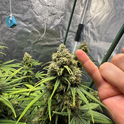 Moby Dick growlog timeline photo