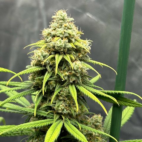 Moby Dick growlog timeline photo
