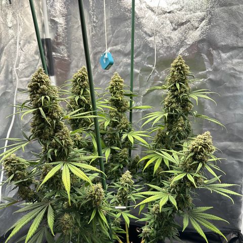 Moby Dick growlog timeline photo