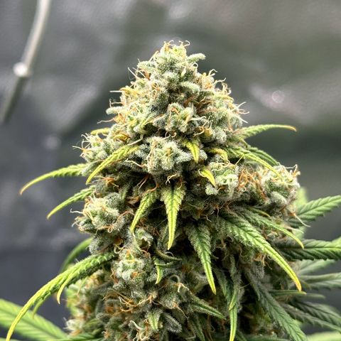 Moby Dick growlog timeline photo