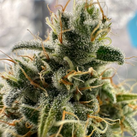 Moby Dick growlog timeline photo