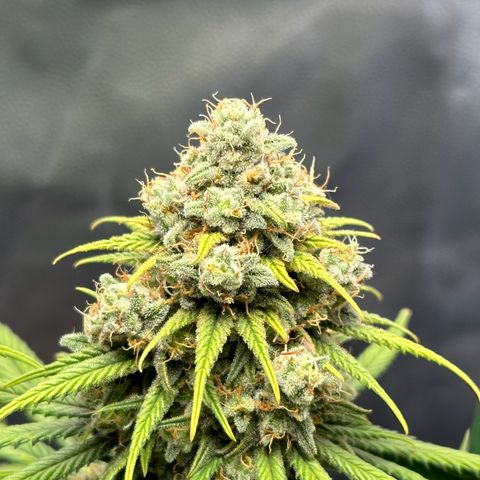 Moby Dick growlog timeline photo