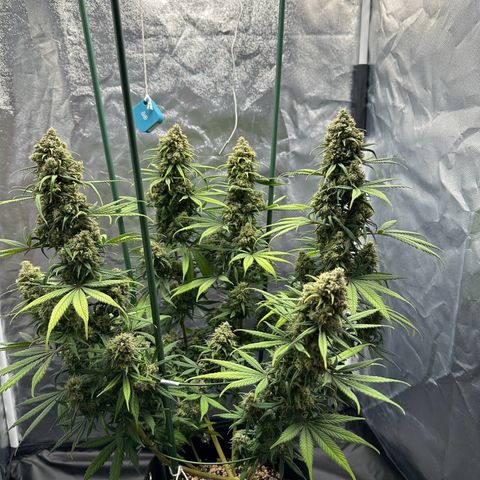 Moby Dick growlog timeline photo