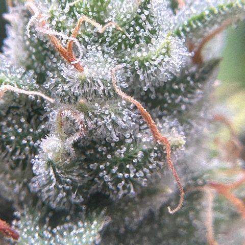 Moby Dick growlog timeline photo