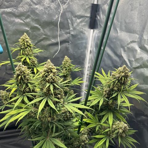 Moby Dick growlog timeline photo