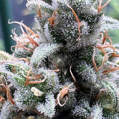 Moby Dick growlog timeline photo