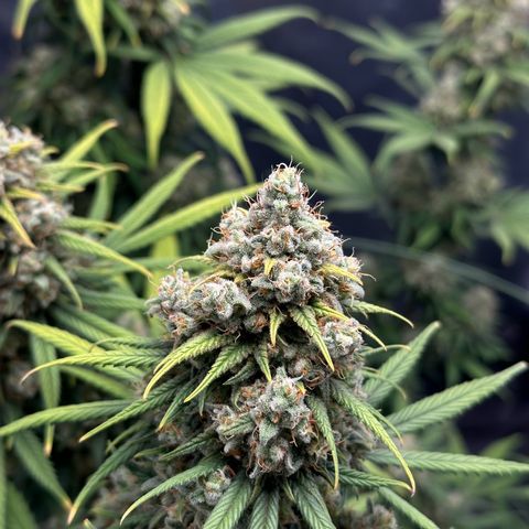 Moby Dick growlog timeline photo