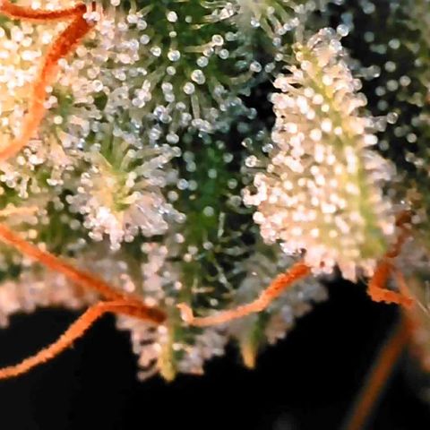 Moby Dick growlog timeline photo