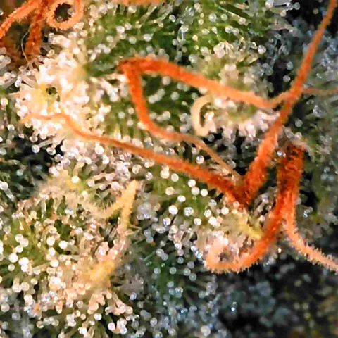 Moby Dick growlog timeline photo