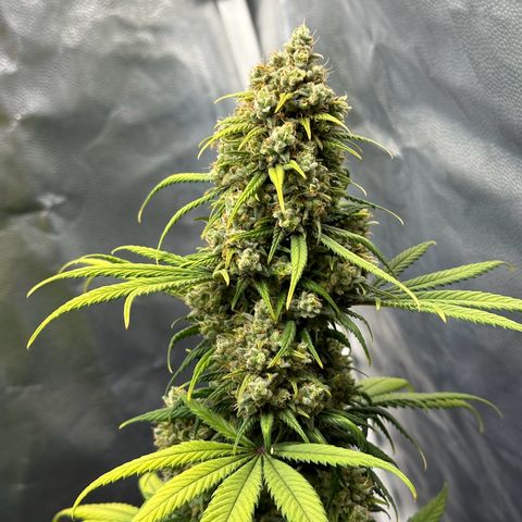Moby Dick growlog timeline photo