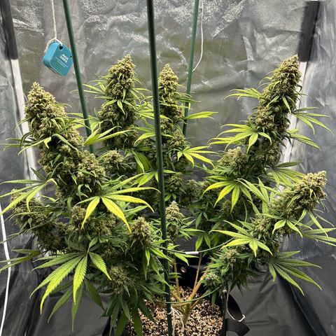 Moby Dick growlog timeline photo