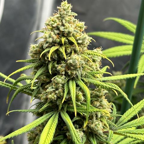 Moby Dick growlog timeline photo