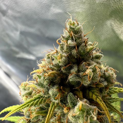 Moby Dick growlog timeline photo
