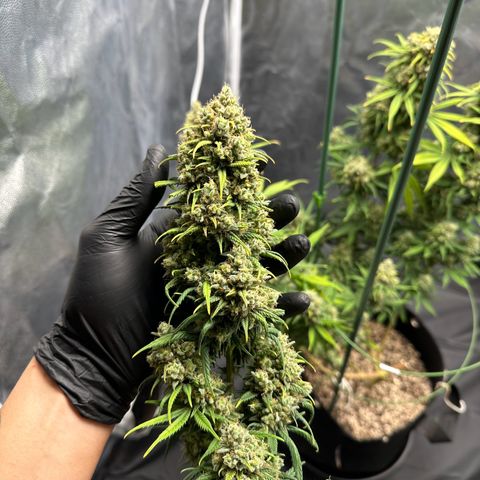 Moby Dick growlog photo: secando a 20 graus e umidade de 50%