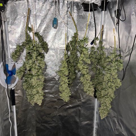 Moby Dick growlog photo: secando a 20 graus e umidade de 50%