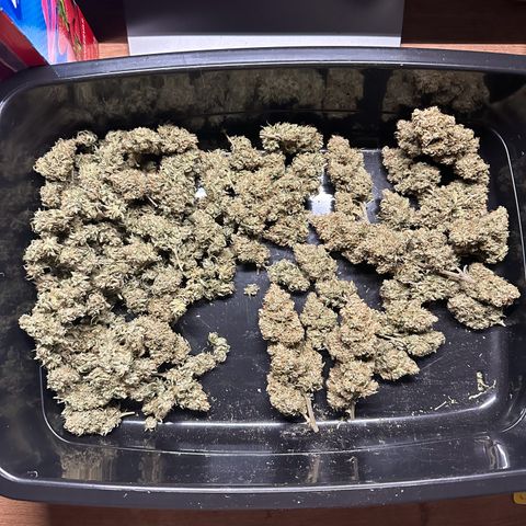 Moby Dick growlog timeline photo